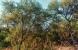 Nación y provincias acordaron fondo fiduciario para manejo de bosques nativos